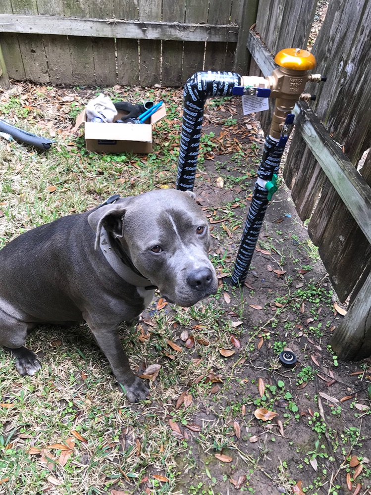 A customer's dog keeping the Elite crew company during a repair visit